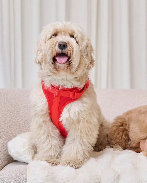 BigPaw 4-delig Harnas Set