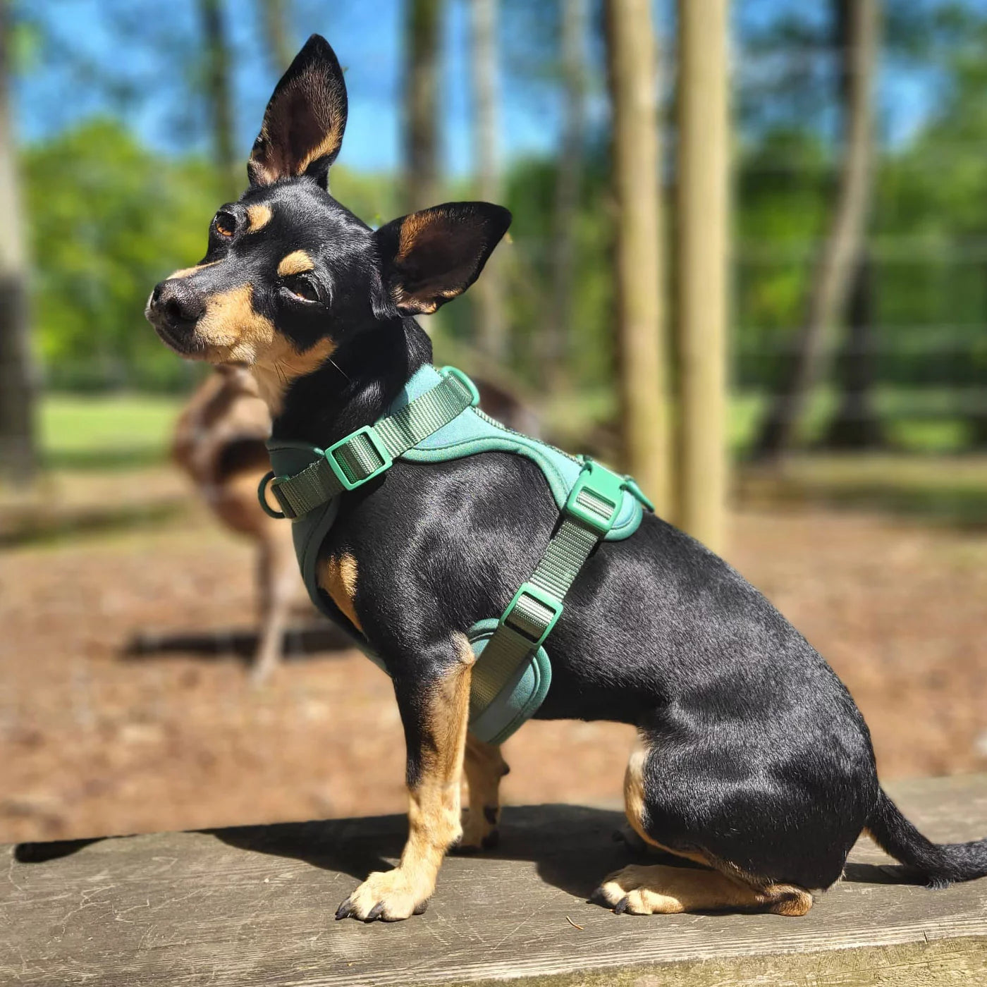 BigPaw 4-delig Harnas Set